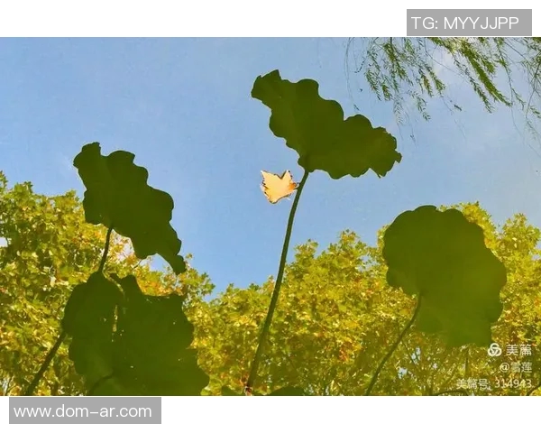 武汉羽毛球队在钻石联赛中的辉煌历程与突破成就全景回顾